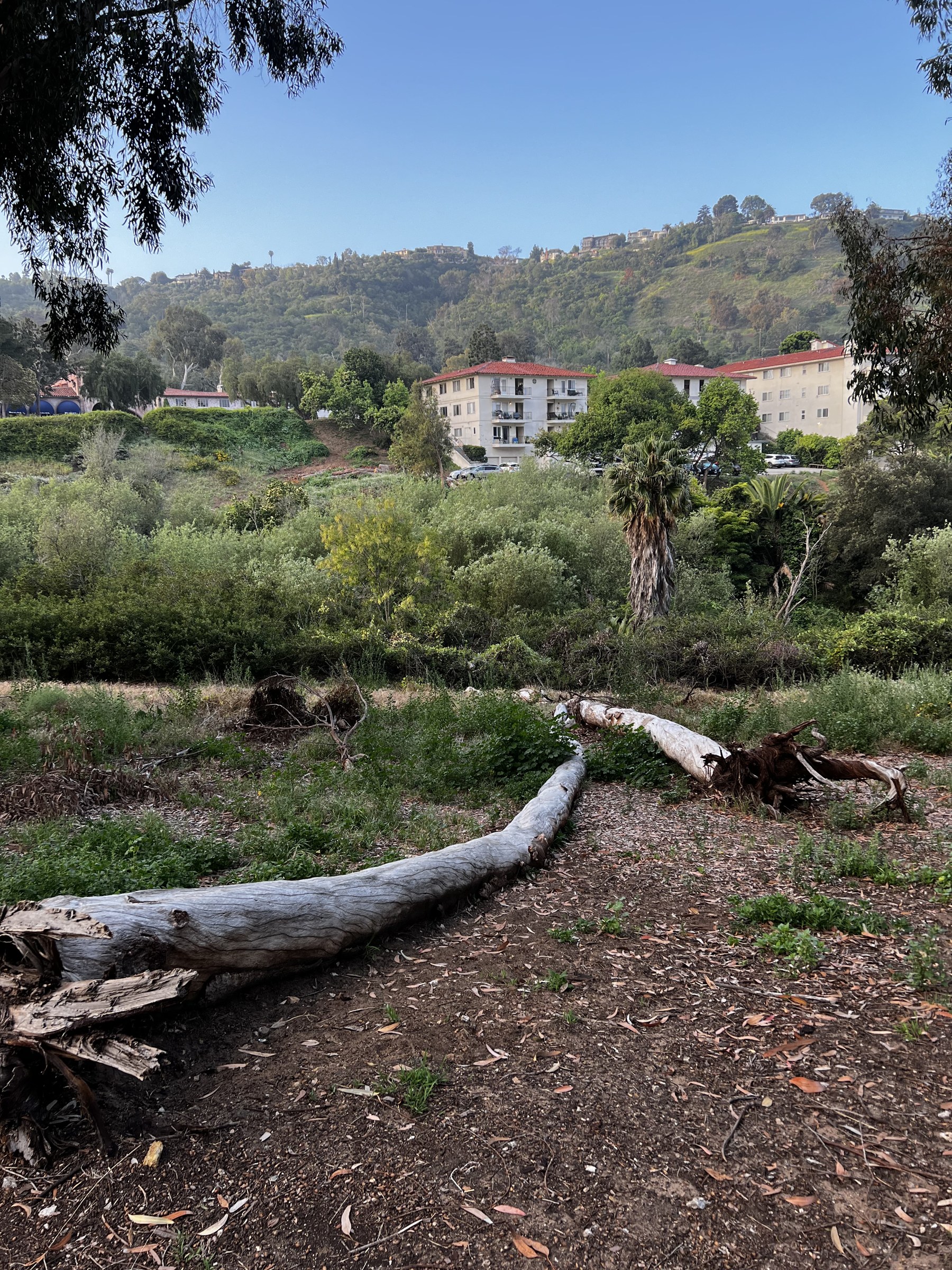 Canyon open space with a fallen eucalyptus below hillside homes, Rolling Hills Estates