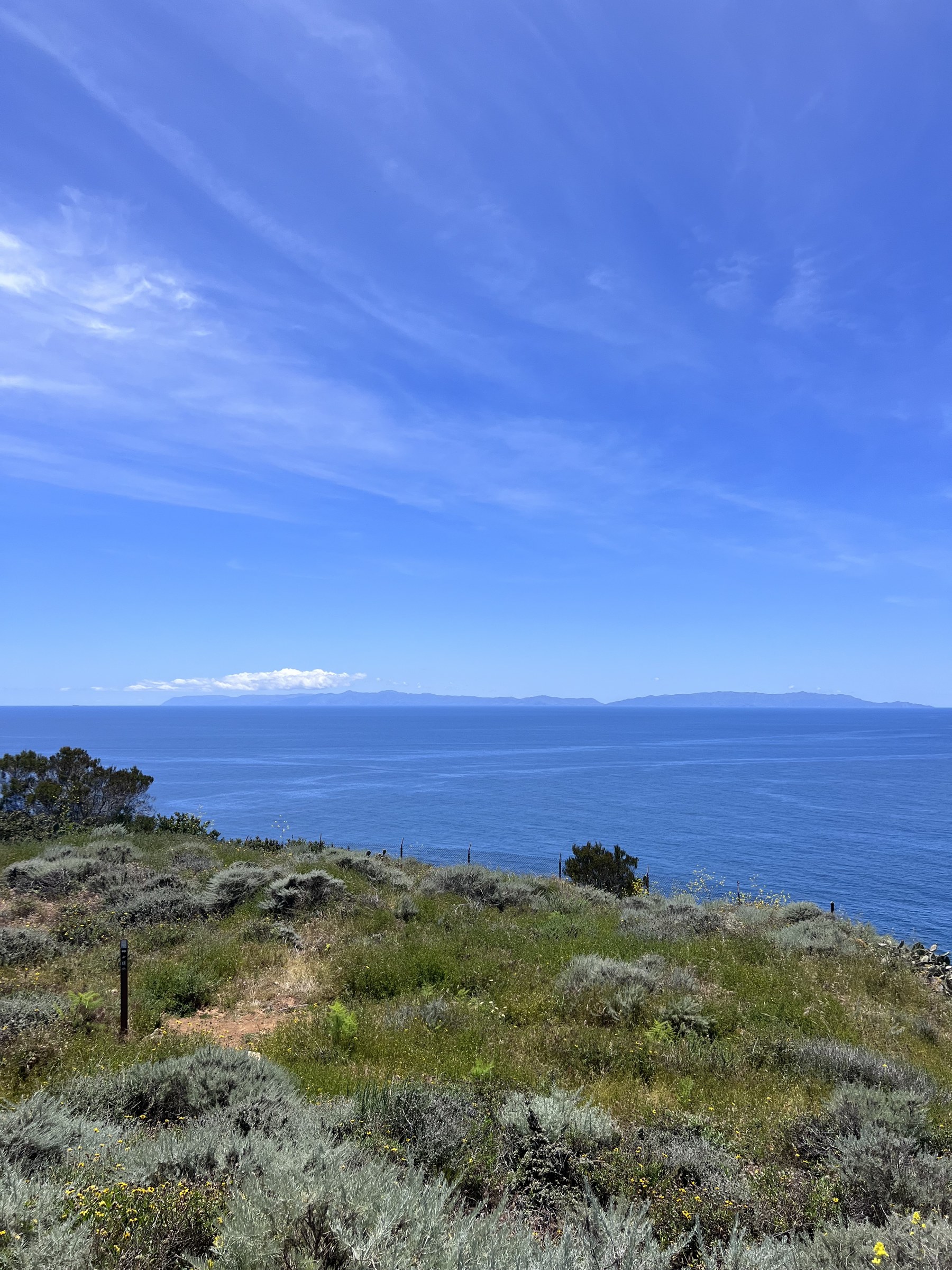 Coastal sage scrub on a bluff above the ocean with Catalina Island on the horizon, Rancho Palos Verdes