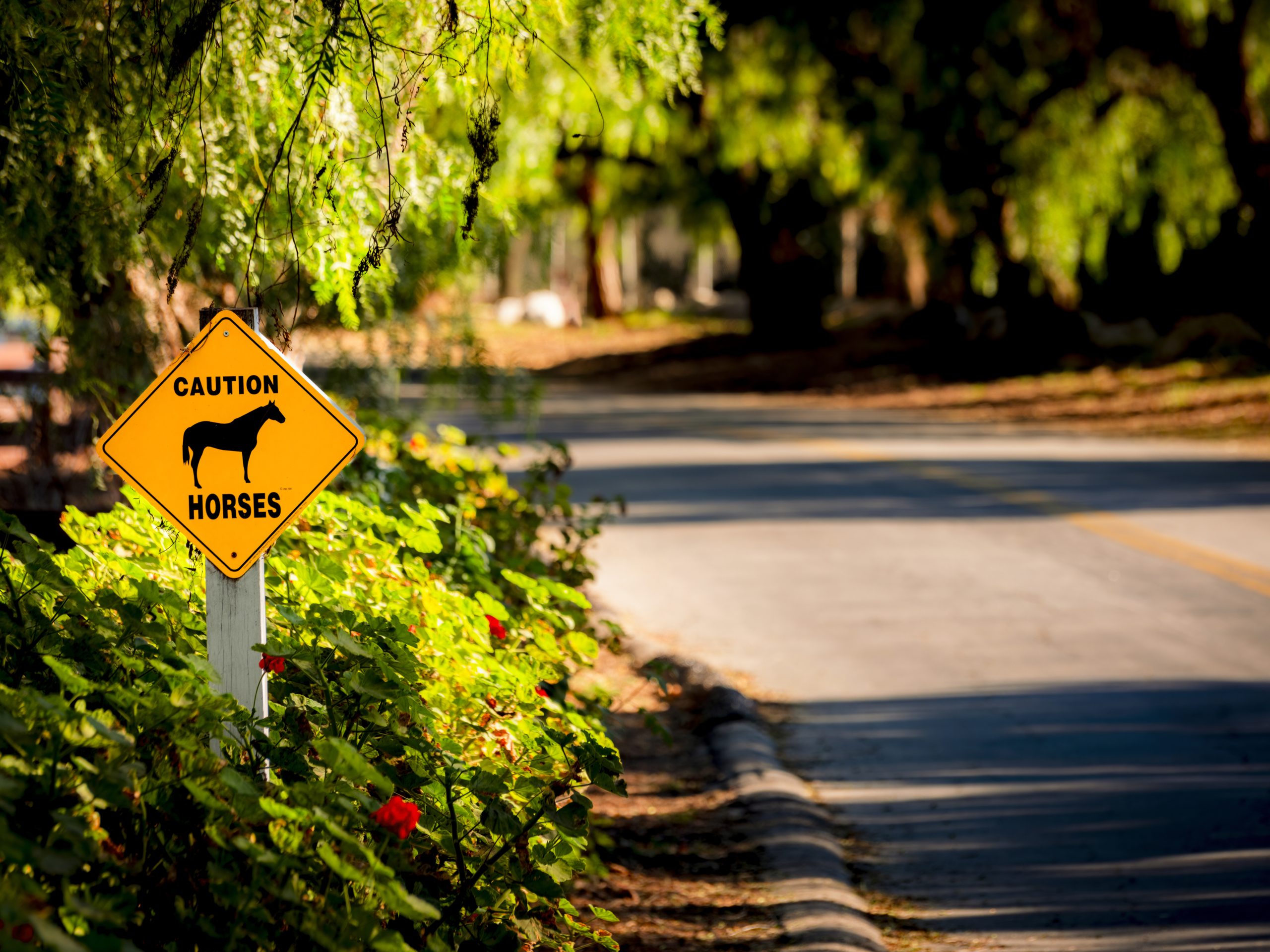 Bridle trail in the gated city of Rolling Hills on the Palos Verdes Peninsula in Los Angeles County