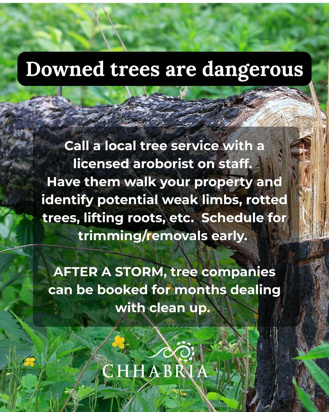 Have a licensed arborist walk the property